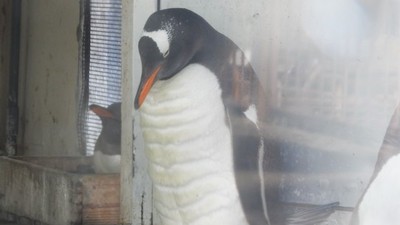 偷健身？水族館休園飼育員驚見「18塊腹肌企鵝」　猛男完全體等級