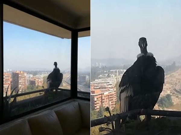 ▲▼智利封城，2隻神級巨鳥歡樂送到家。（圖／翻攝自臉書Don Hockaday）