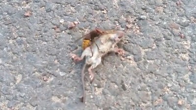 老鼠被虎頭蜂「死亡壓制」！　纏鬥瘋咬一分鐘…中毒抽搐亡