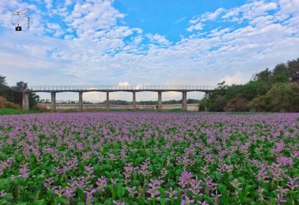 ▲雲林大埤鄉北鎮村抽水站花海。（圖／攝影師《飛翔在天際》提供，請勿隨意翻拍，以免侵權。）