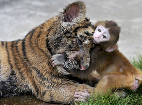 动物界里跨种族友谊，真的想不到牠们会在一起！