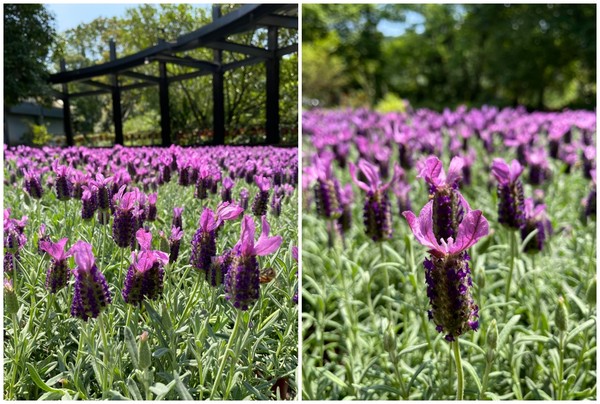 ▲內雙溪自然中心愛情花。（圖／北市公園處提供）