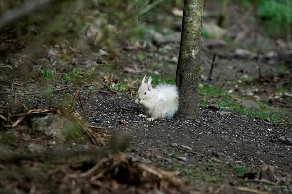 ▲民眾在公園發現的白變症紅松鼠。（圖／翻攝自Facebook／Saving Scotland`s Red Squirrels）