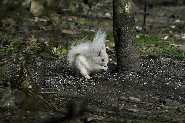 ▲民眾在公園發現的白變症紅松鼠。（圖／翻攝自Facebook／Saving Scotland`s Red Squirrels）