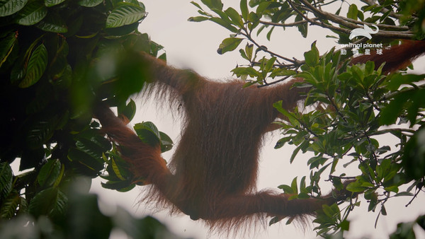 ▲▼ 紅毛猩猩穿梭樹林全靠媽媽手把手訓練。（圖／動物星球頻道提供）