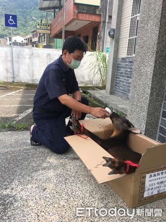 ▲警方及時搶救台灣特有種長鬃山羊      。（圖／記者翁伊森翻攝）