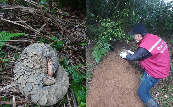 ▲▼穿山甲夜晚跑到馬路邊挖洞覓食險被撞　健檢野放回陽明山。（圖／新北市動保處提供）