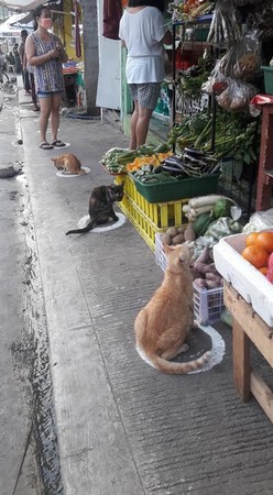 菲律賓浪貓占用排隊圈圈（圖／翻攝自Facebook／Coleen Joice Aquino）