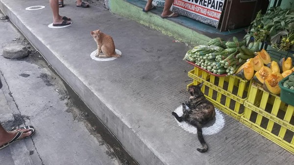菲律賓浪貓占用排隊圈圈（圖／翻攝自Facebook／Coleen Joice Aquino）