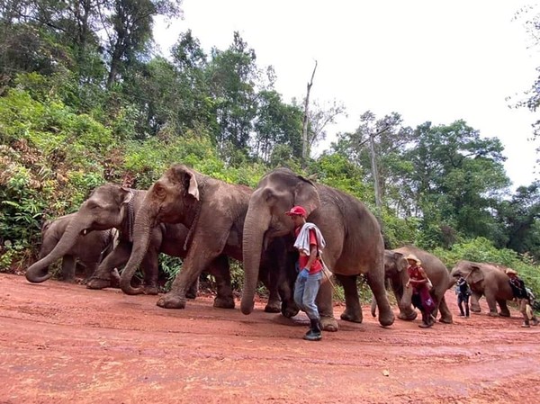 ▲泰國大象因疫情「失業」！　超過百頭跋涉回鄉開心奔河。（圖／翻攝自Facebook／Save Elephant Foundation）