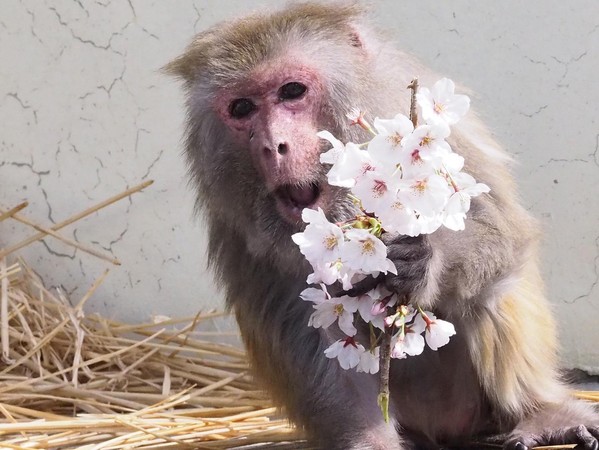 ▲全球最高齡的彌猴勤子。（圖／翻攝自Facebook／京都市動物園）