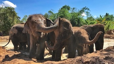 沒觀光客幾百頭大象被迫「走150公里回家」　專家憂：牠們從沒野外生活過