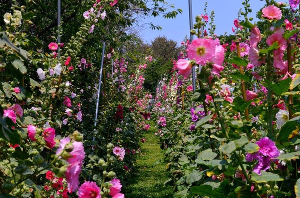 ▲▼櫻花鳥森林蜀葵花田。（圖／翻攝自大玩台中-臺中觀光旅遊局臉書專頁）