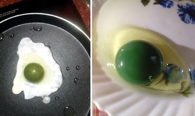 敲破蛋殼掉出「綠蛋黃」　印度雞農意外養出綠卵雞　吃起來...嗯是雞蛋
