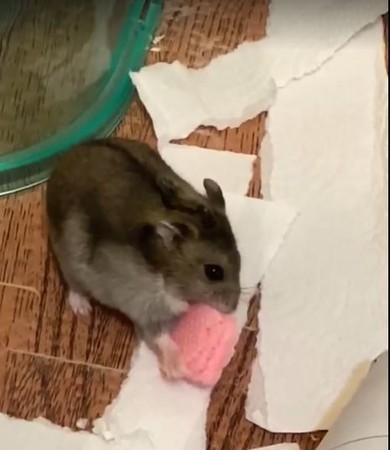 ▲▼小鼠寶最喜歡吃草莓夾心。（圖／網友羅亦斈提供）