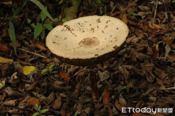 ▲▼雨天放睛後，在低海拔山區或草皮冒出的「毒綠褶菇」具有毒性，是台灣毒菇類的頭號殺手。（圖／農委會特生中心副研究員林子超提供，下同）