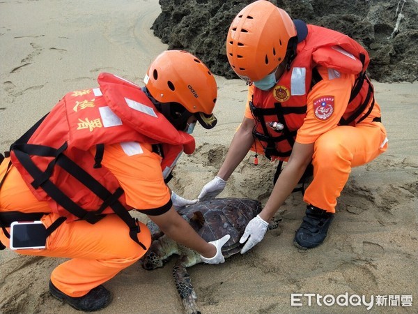 ▲屏東縣滿州鄉岸際沙灘23日發現1隻死亡綠蠵龜，安檢人員就地掩埋            。（圖／記者陳崑福翻攝）