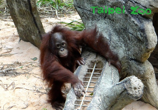 動物園出現神祕樹洞，紅毛猩猩超開心。（圖／臺北市立動物園提供）