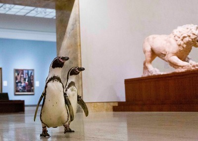 美術館試辦開館「3隻企鵝搶頭香」！　搖搖晃晃嚴肅鑑賞：這張讚