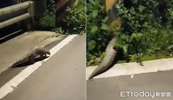 保育萌獸逆向爬行，暖爸下車護送。（圖／網友簡仕岷提供，請勿隨意翻拍，以免侵權。）