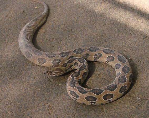 ▲▼劇毒的蛇類山蝰（Russell`s viper）。（圖／翻攝自維基百科）