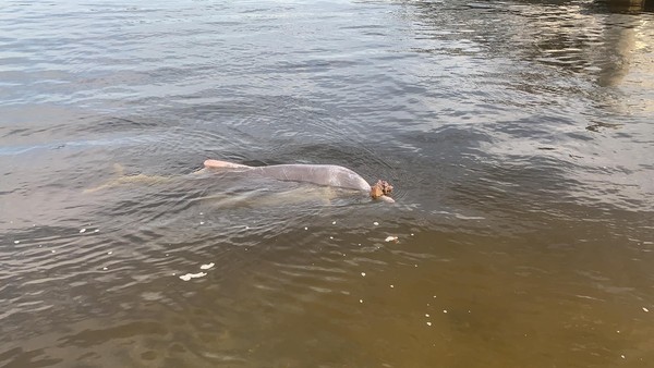 澳洲昆士蘭野生海豚送禮物（圖／翻攝自Facebook／Barnacles Cafe & Dolphin Feeding）