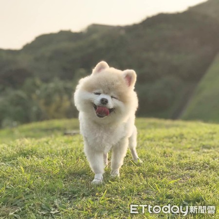 ▲口水散臭味！愛犬睡醒「嘴邊黑一圈」　擦乾會痛驚覺不對勁。（圖／粉專「嘟嘟Dodo」提供）