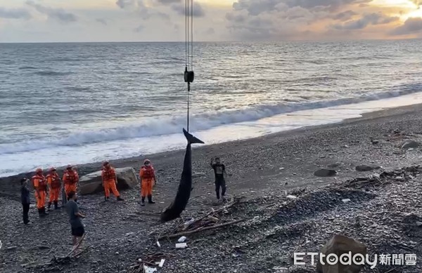 ▲南部分署第六岸巡隊楓港安檢所在枋山鄉台一線茉莉灣沙灘救鯨豚             。（圖／記者陳崑福翻攝）