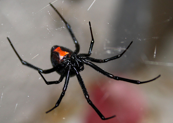 ▲▼黑寡婦,蜘蛛,Black Widow Spider,示意圖。（圖／視覺中國）