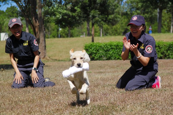 ▲▼緝毒犬,寄養家庭,培育,拉不拉多幼犬。（圖／關務署提供）