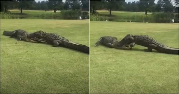 美國一處高爾夫球場，驚見兩隻巨鱷互咬扭打，時間長達兩小時。（圖／翻攝YouTube）