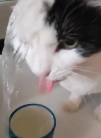 ▲口渴等不及！怕水貓跳洗手台「澆頭灌水」　網笑：確定有喝到。（圖／翻攝自推特@Tsukiko9）