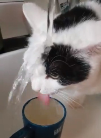 ▲口渴等不及！怕水貓跳洗手台「澆頭灌水」　網笑：確定有喝到。（圖／翻攝自推特@Tsukiko9）