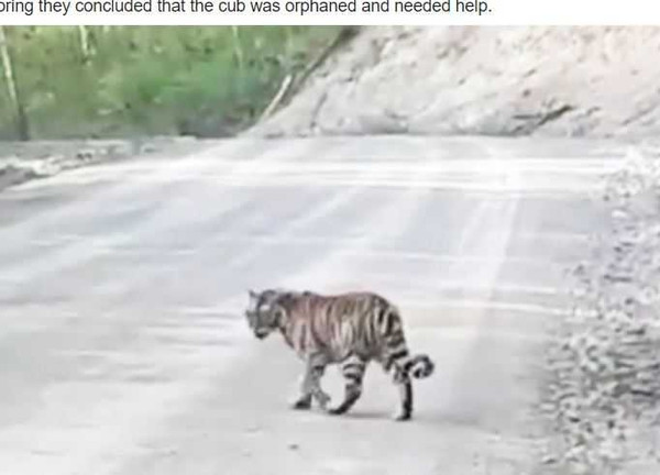 西伯利亞幼虎不斷在馬路上徘迴。（圖／siberiantimes）