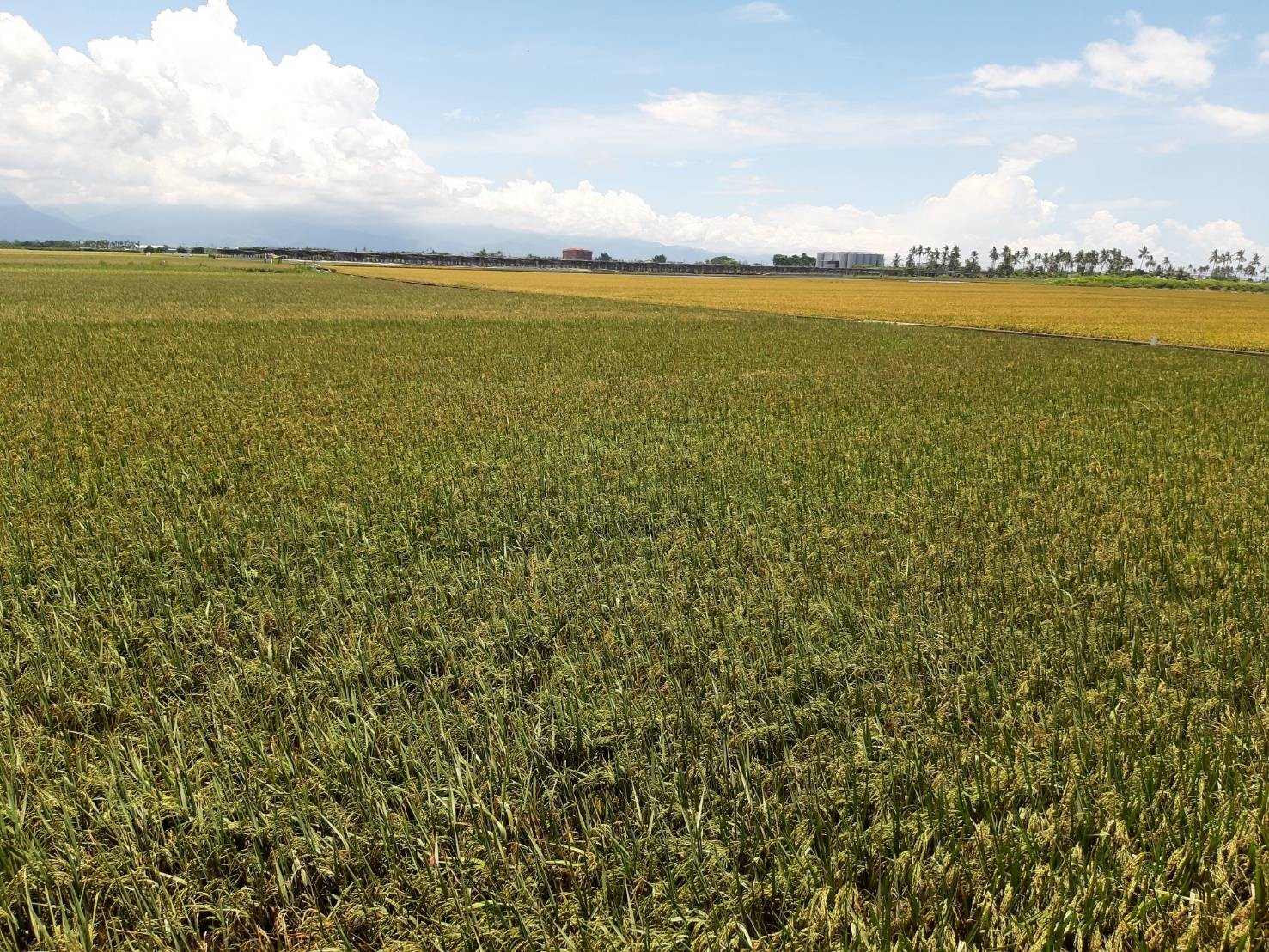 ▲▼農委會公告屏東豪雨農損水稻等作物辦理現金救助,6月9日前申請。(圖/農委會提供) ▲▼農委會公告屏東豪雨農損水稻等作物辦理現金救助,6月9日前申請。(圖/農委會提供)