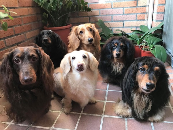 ▲▼醬醬阿拔家中飼養足足6隻臘腸犬。（圖／有點毛毛的／網友醬醬阿拔提供。）