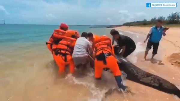 ▲▼澎湖沙灘發現300公斤保育類擱淺鯨豚。（圖／翻攝自臉書粉專「海巡署長室 Coast Guard」）
