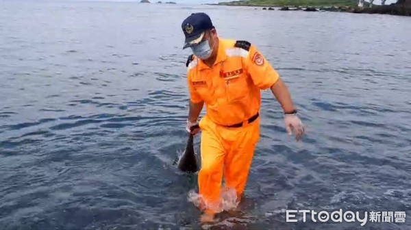 ▲海巡人員下水將鯨豚拖拉上岸。（圖／第一三海巡隊提供，下同）