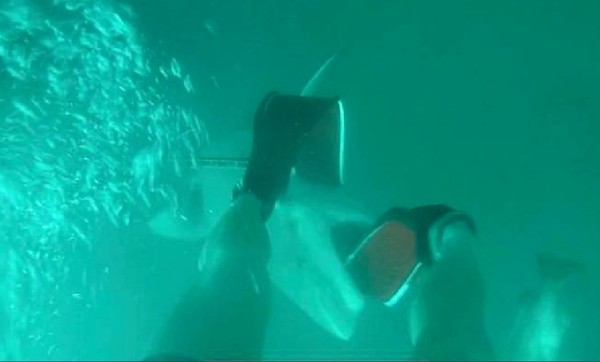 潛水捕魚遭3.5公尺公牛鯊攻擊！　男大生慘被狠狠咬住...緊急踹頭逃生。（圖／翻攝自Facebook／Lachlan Pye）