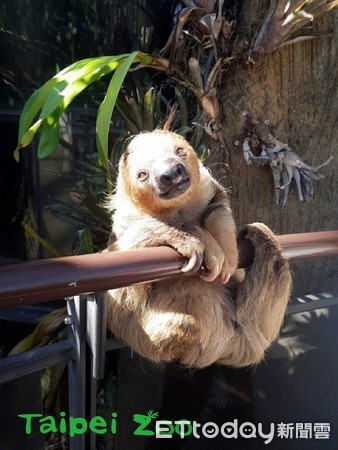 ▲二趾樹獺。（圖／臺北市立動物園提供）