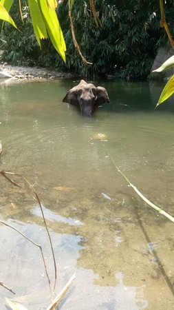 大象被餵鞭炮鳳梨。（圖／翻攝自Mohan Krishnan臉書）