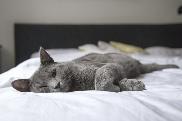▲貓,床（示意圖／取自免費圖庫Pexels）