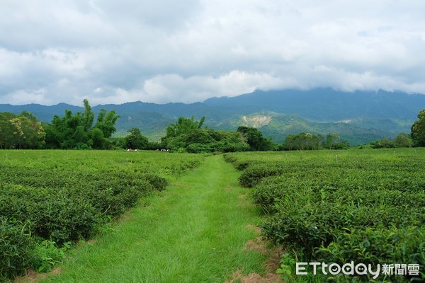 ▲女兒不懂茶,台東旅遊,茶園,天堂路 。（圖／記者彭懷玉攝）