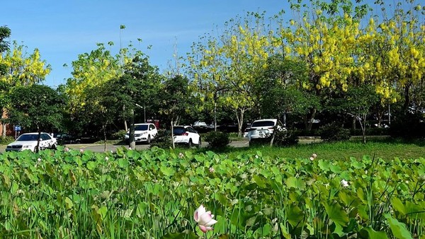 ▲▼亞洲大學,管理學院後方蓮花池。（圖／薇薇的天空授權提供）