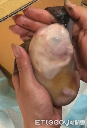 ▲北京狗媽產4寶寶「超Q 胎膜」全包覆！　他撕開助孩呼吸萌暈網。（圖／即新聞／網友顏真提供）