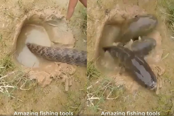 ▲▼漁民將蛇放入水中，下秒鯰魚便立刻從洞裡跳出來。（圖／翻攝自Reddit／@u/jtan212）