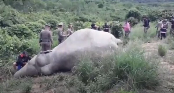 ▲▼泰國大象觸電身亡。（圖／翻攝自YouTube／Naja News tibun）