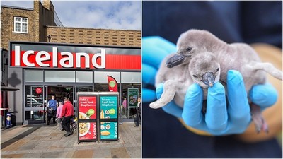 動物園被迫無期限關閉！　英「冰島超市」霸氣宣布：所有企鵝我們領養