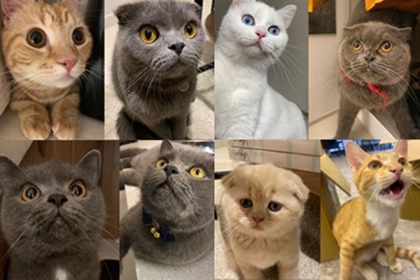 ▲▼Carol樂樂足足飼養8隻貓咪。（圖／網友Carol樂樂提供）