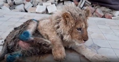 幼獅被「打斷後腿」供遊客拍照！　無良主人施虐重傷後丟倉庫險餓死